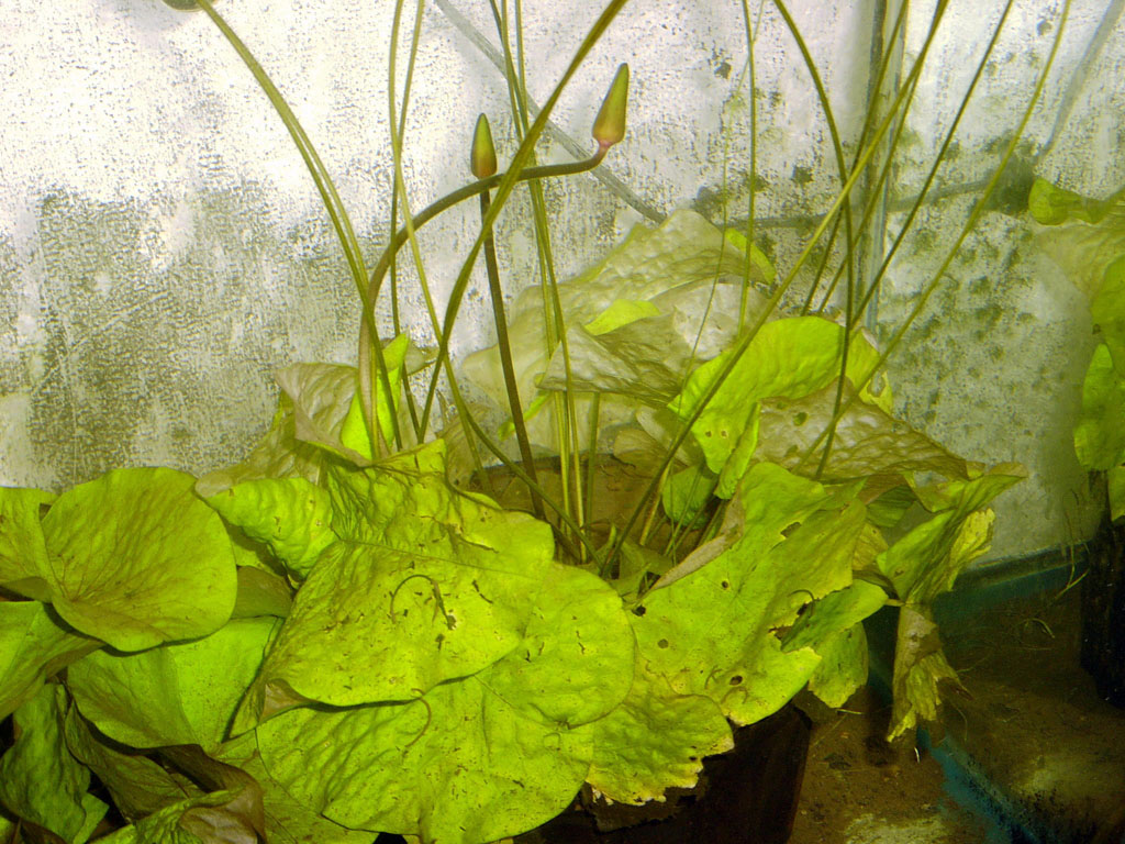 Nymphaea minuta Jan 06 05 Image019